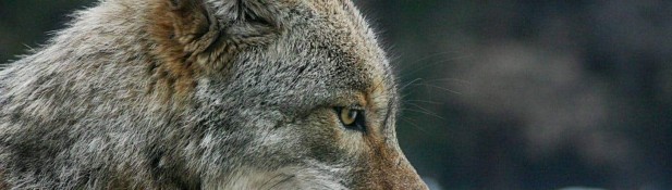 Wasdas....coyote!!