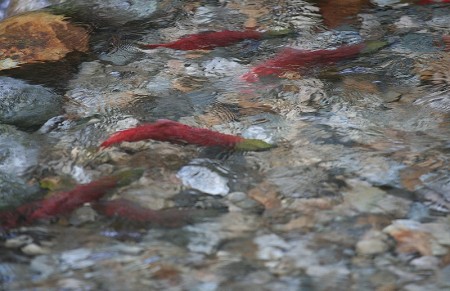 Goudvis