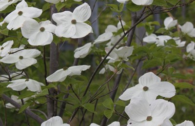 Dogwoods Galore