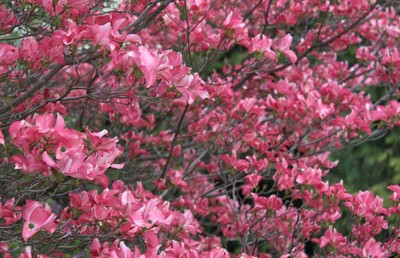 Dogwoods Galore