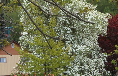 Dogwoods Galore