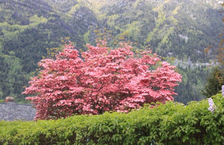Dogwoods Galore