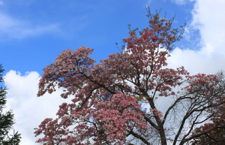 Dogwoods Galore