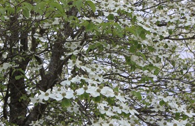 Dogwoods Galore