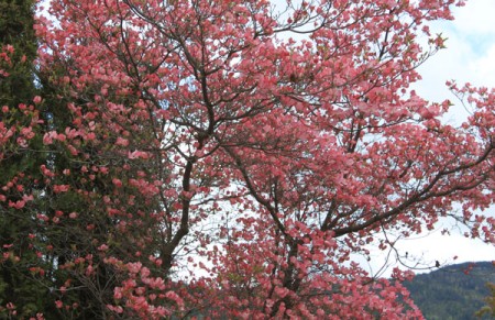 Dogwoods Galore