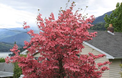 Dogwoods Galore