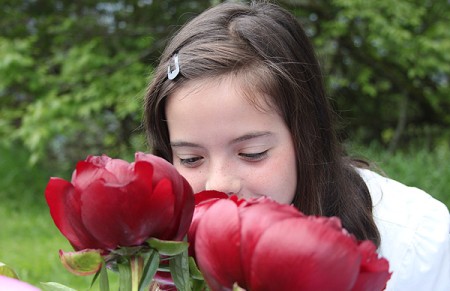 Peonies-time