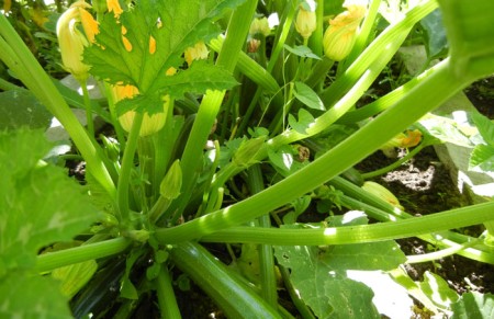 Geen verandering in het weerbericht & Bijtjes