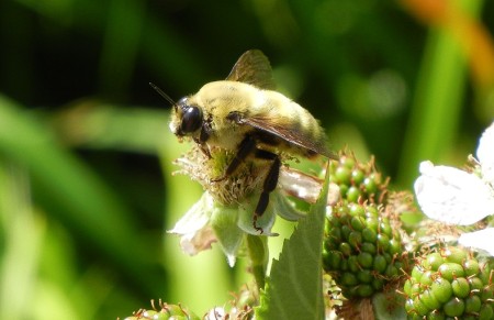 Geen verandering in het weerbericht & Bijtjes