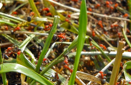 Moet je kijken hoe boos je ze kunt krijgen!