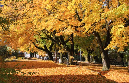 Herfst: Sneeuw