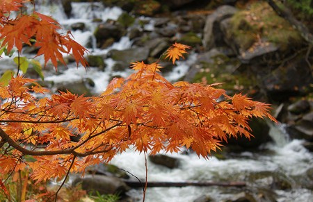 Herfst: Sneeuw
