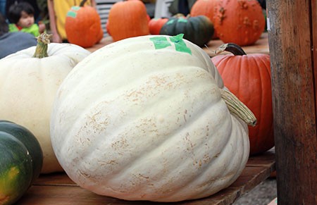 Herfst: Sneeuw