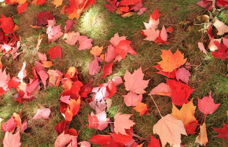 Herfst: Sneeuw