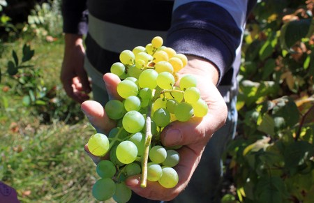Herfst: Een grasmaaier zonder olie!