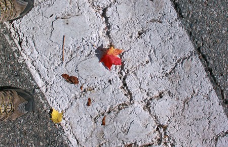 Herfst: Sneeuw
