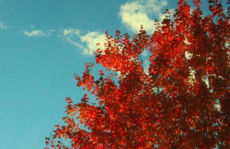 Herfst