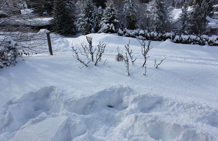 Snowday
