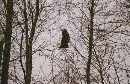 Whistler
