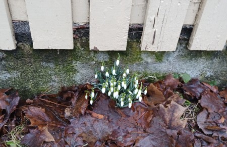 Lente