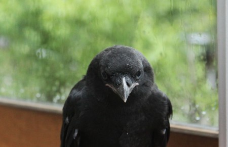 Kraai