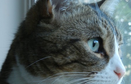 Smokey
