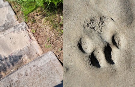 Cement