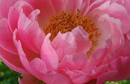 PEOnies