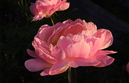PEOnies