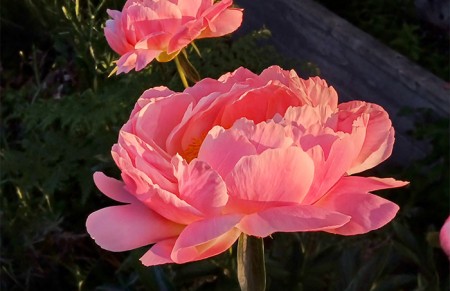 PEOnies