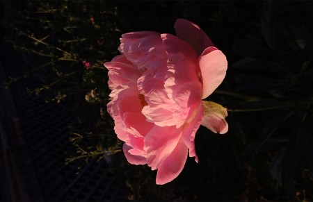 PEOnies