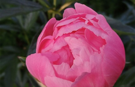 PEOnies