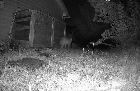 Coyote