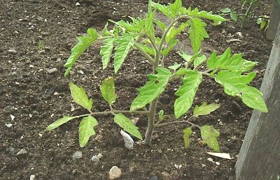 Tomato Tomatoes
